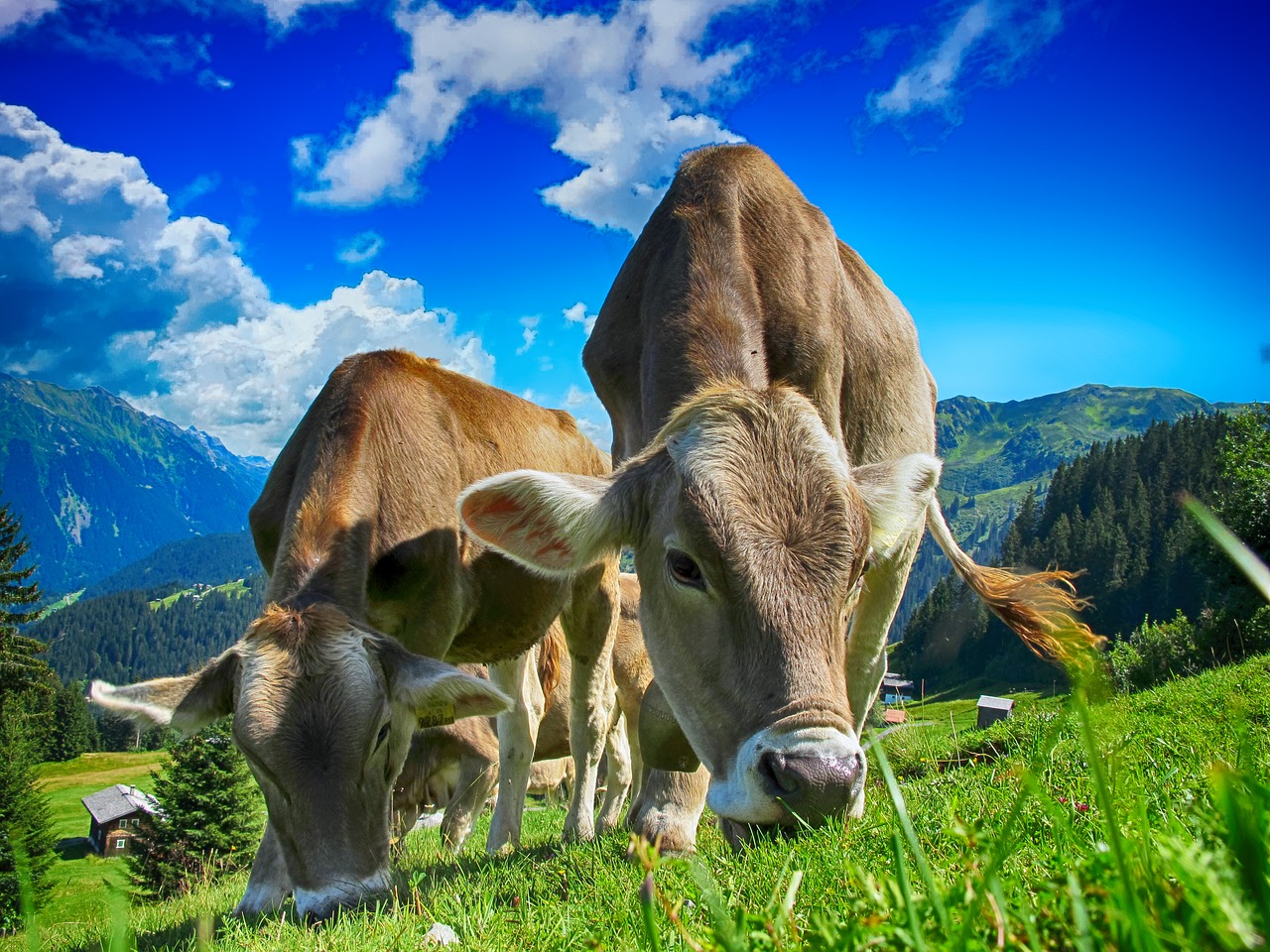 Dairy Cows